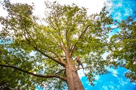 Reliable Crystal, MN  Tree Services Solutions