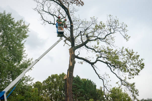 How Our Tree Care Process Works  in  Crystal, MN